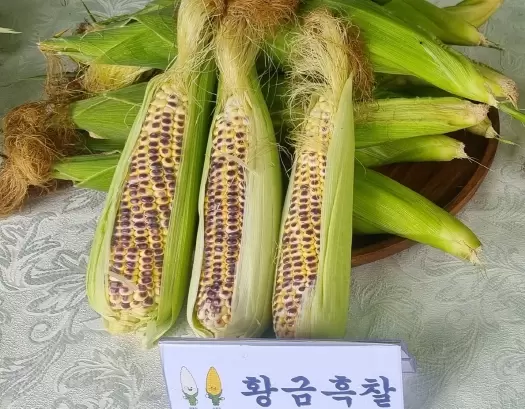 메인사진