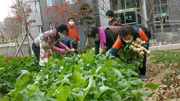 구리시 갈매스타힐스아파트 단지 내 아파트 텃밭에서 수확하는 모습(사진=구리시청)